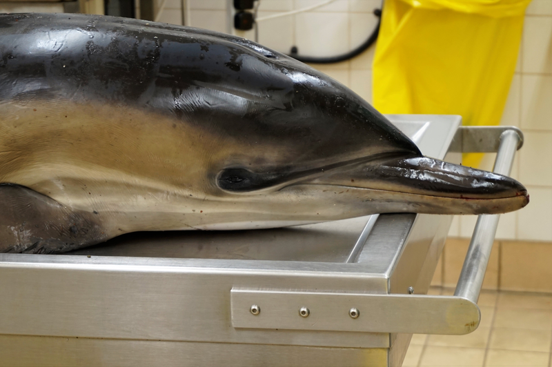 A common dolphin brought into CSIP’s lab for an autopsy after stranding.